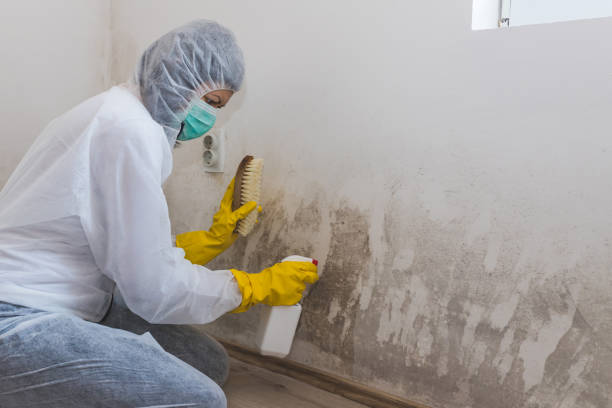 Best Mold Odor Removal Services  in Lucasville, OH